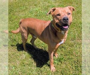 American Pit Bull Terrier-Rhodesian Ridgeback Mix Dogs for adoption in Akron, OH, USA