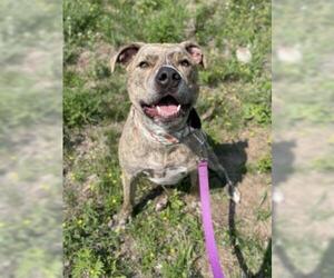 American Staffordshire Terrier-Unknown Mix Dogs for adoption in Negaunee, MI, USA