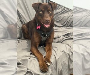 Labrador Retriever-Unknown Mix Dogs for adoption in Burbank, CA, USA