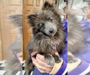Pomeranian Dogs for adoption in Cottage Grove, MN, USA