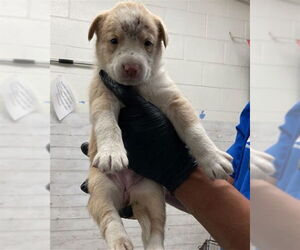 American Pit Bull Terrier Dogs for adoption in San Bernardino, CA, USA