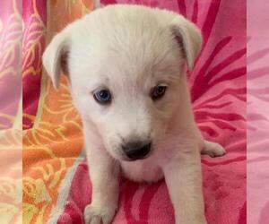 Labrador Retriever-Unknown Mix Dogs for adoption in San Diego, CA, USA