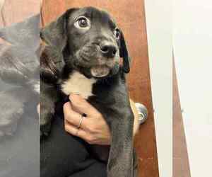 Labrador Retriever-Unknown Mix Dogs for adoption in Holly Springs, NC, USA