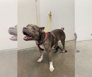 American Pit Bull Terrier-Unknown Mix Dogs for adoption in Rosenberg, TX, USA