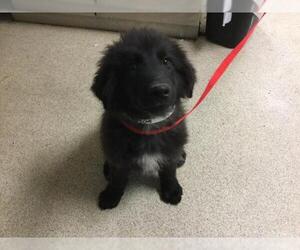 Labrador Retriever-Unknown Mix Dogs for adoption in Riverside, CA, USA