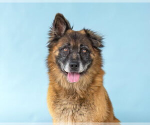 Mutt Dogs for adoption in Pasadena, CA, USA