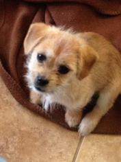 ShiChi Dogs for adoption in Glendale , AZ, USA