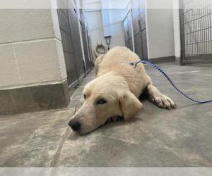 Great Pyrenees Dogs for adoption in Jackson, CA, USA
