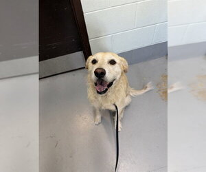 Labrador Retriever Dogs for adoption in Corpus Christi, TX, USA