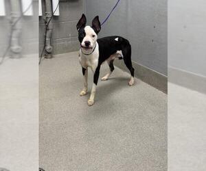 American Pit Bull Terrier-Unknown Mix Dogs for adoption in Las Vegas, NV, USA