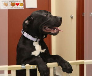 American Pit Bull Terrier Dogs for adoption in Center Township, PA, USA