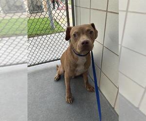 American Pit Bull Terrier-Unknown Mix Dogs for adoption in Corpus Christi, TX, USA