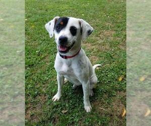 Lab-Pointer Dogs for adoption in Brooksville, FL, USA