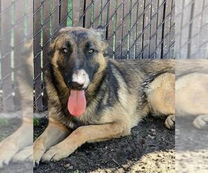 German Shepherd Dog Dogs for adoption in Riverside, CA, USA
