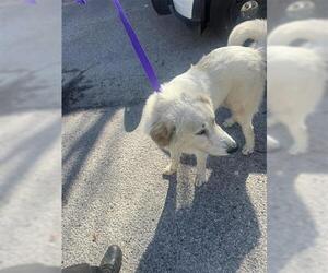 Great Pyrenees Dogs for adoption in Houston, TX, USA