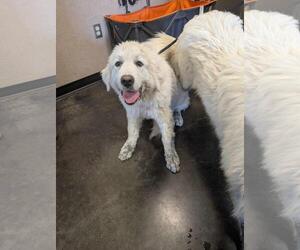 Labrenees Dogs for adoption in Rockwall, TX, USA