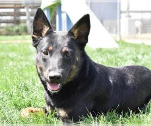 Australian Cattle Dog Dogs for adoption in Bakersfield, CA, USA