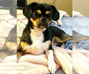 Pug Dogs for adoption in Poplar Bluff, MO, USA