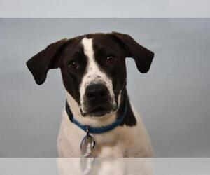 Pointer Dogs for adoption in Fort Collins, CO, USA