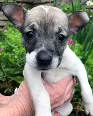 Small Whippet Mix