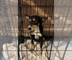 Australian Kelpie-Unknown Mix Dogs for adoption in Andover, MN, USA