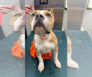 American Staffordshire Terrier Dogs for adoption in Mobile, AL, USA