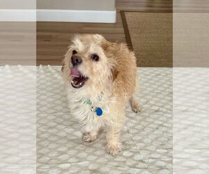 Mutt Dogs for adoption in San Diego, CA, USA