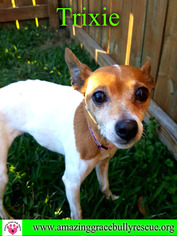 Rat Terrier Dogs for adoption in Pensacola, FL, USA