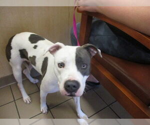 Staffordshire Bull Terrier Dogs for adoption in Ocala, FL, USA