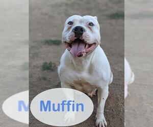 American Bulldog Dogs for adoption in Sacramento, CA, USA