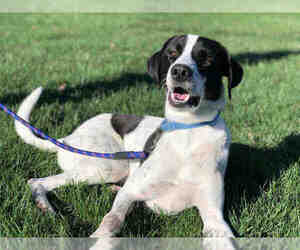 Lab-Pointer Dogs for adoption in Urbana, IL, USA