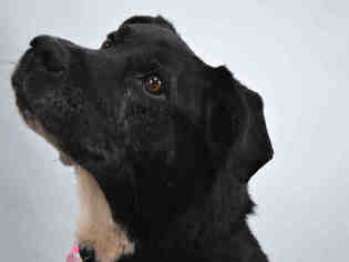 Borador Dogs for adoption in Fort Collins, CO, USA