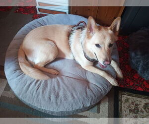 Shepradors Dogs for adoption in Princeton, MN, USA