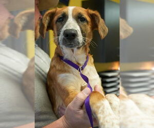 Mutt Dogs for adoption in Bridgewater, NJ, USA