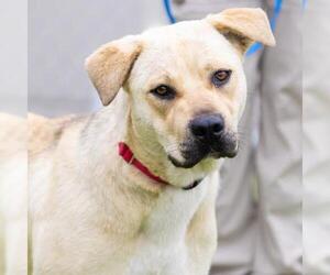 Anatolian Shepherd-Unknown Mix Dogs for adoption in Camarillo, CA, USA