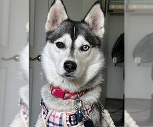 Huskies -Unknown Mix Dogs for adoption in Santa Monica, CA, USA