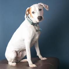 Pointer Dogs for adoption in Roanoke, VA, USA