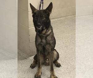 German Shepherd Dog-Unknown Mix Dogs for adoption in Conroe, TX, USA