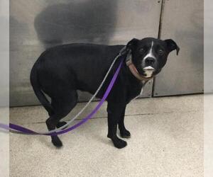 American Pit Bull Terrier-Unknown Mix Dogs for adoption in Riverside, CA, USA