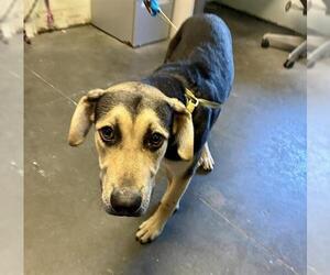 German Shepherd Dog-Unknown Mix Dogs for adoption in Santa Cruz, CA, USA