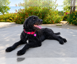 Labrador Retriever-Unknown Mix Dogs for adoption in Clovis, CA, USA