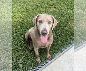Labrador Retriever Dogs for adoption in Shreveport, LA, USA