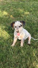 Basset Hound Dogs for adoption in Cincinnati, OH, USA