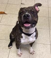 American Pit Bull Terrier-Unknown Mix Dogs for adoption in National Listings, MO, USA