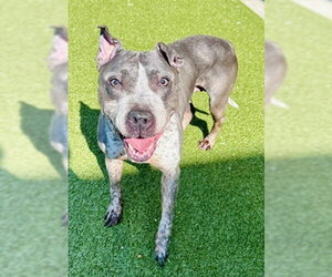 American Pit Bull Terrier Dogs for adoption in Derwood, MD, USA