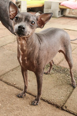 American Hairless Terrier Dogs for adoption in Greenville, SC, USA