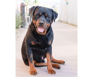 Rottweiler Dogs for adoption in Gilbert, AZ, USA