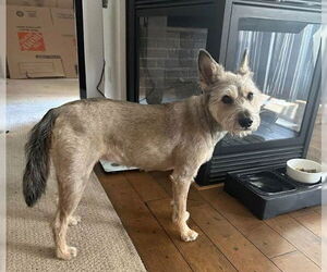 Mutt Dogs for adoption in San Diego, CA, USA