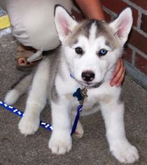 Medium Photo #1 Siberian Husky Puppy For Sale in Orlando, FL, USA