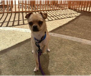 Chug Dogs for adoption in Las Vegas, NV, USA